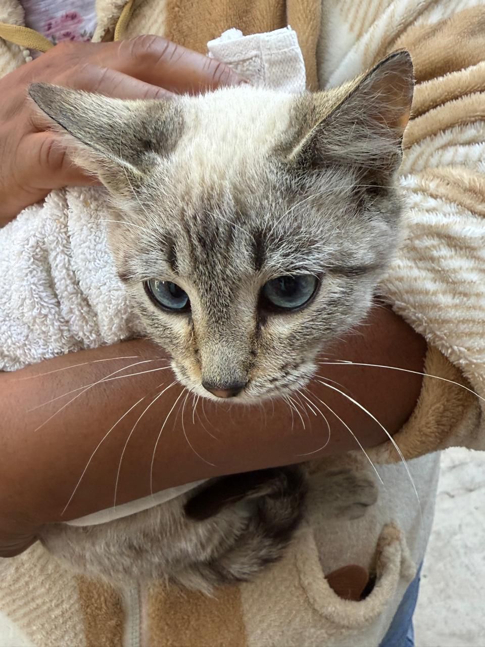 Jornadas de Protección Animal ofrecen servicios gratuitos en colonias