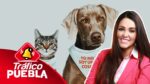 Puebla impulsa adopciones y refuerza bienestar animal