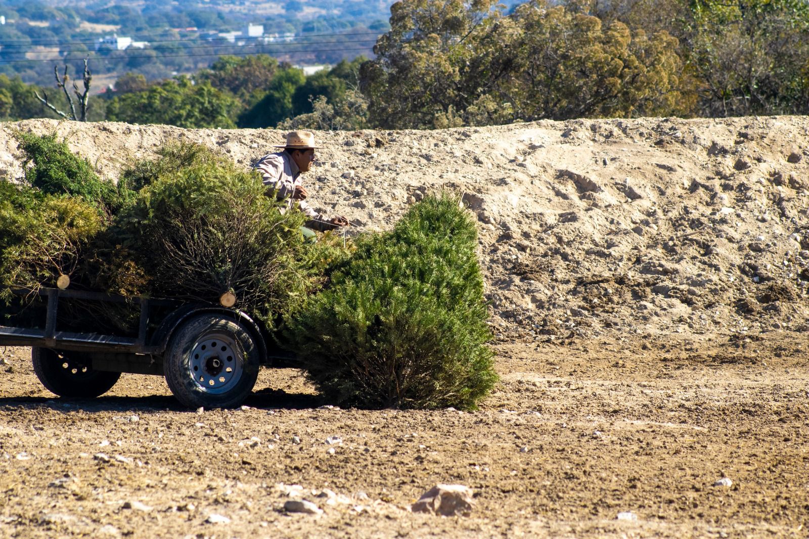 Recicla tu árbol y recibe un 2x1 para Africam Safari o Arboterra