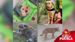 Buscan a cuatro perros resguardados en el CBTis 229 de Tehuacán