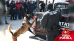 Puebla, sede del Tercer Encuentro de Unidades Caninas