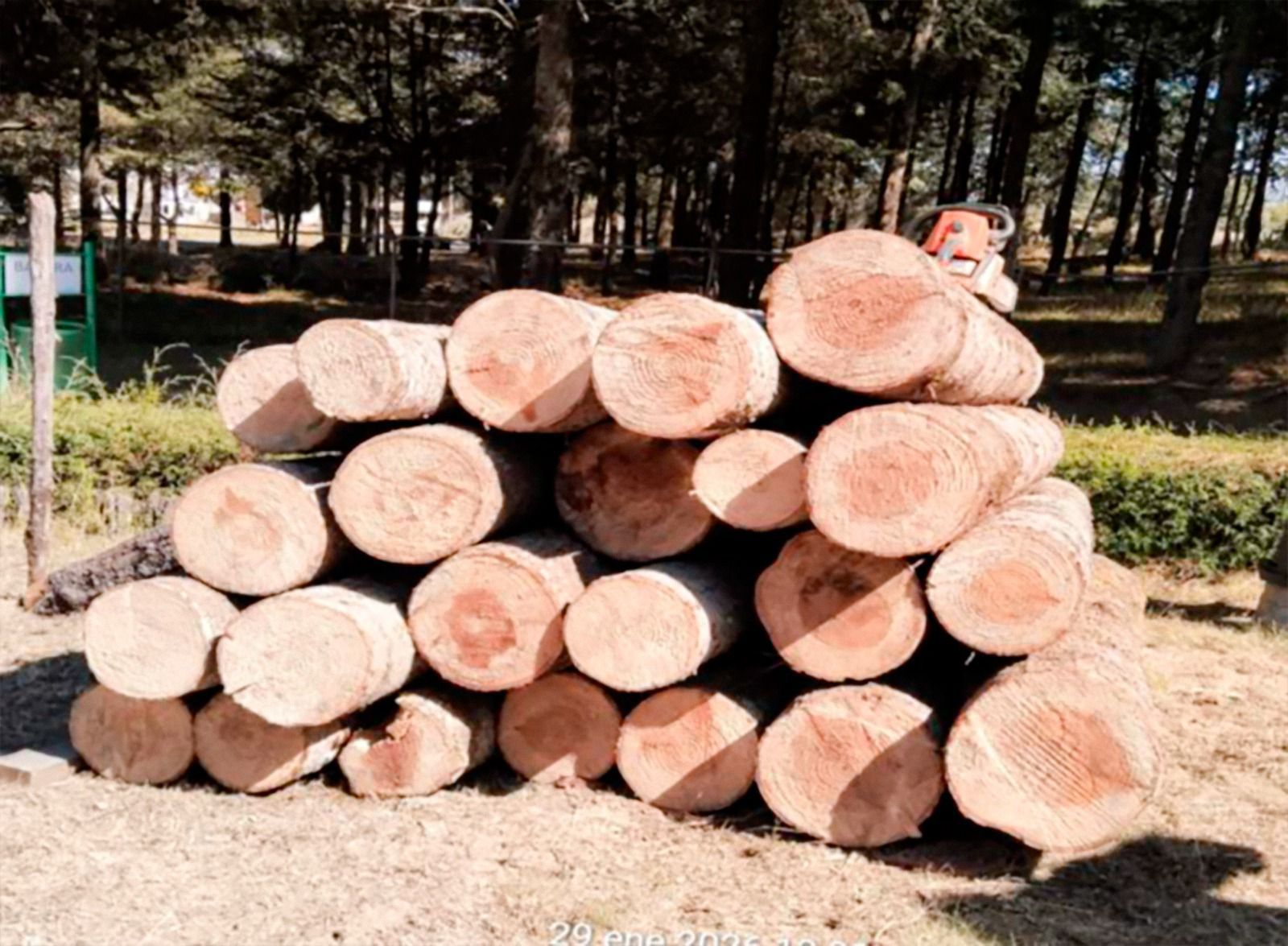 Operativo interestatal frena tala clandestina