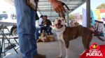 Pepe Chedraui impulsa la adopción responsable de perritos