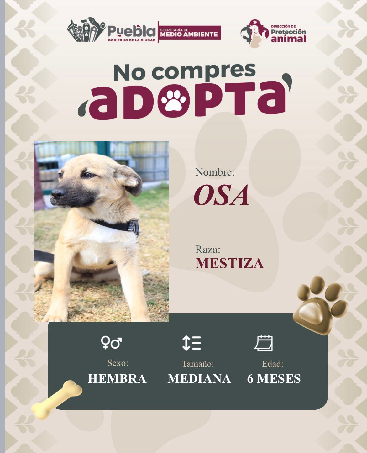 Pepe Chedraui impulsa la adopción responsable de perritos mascota