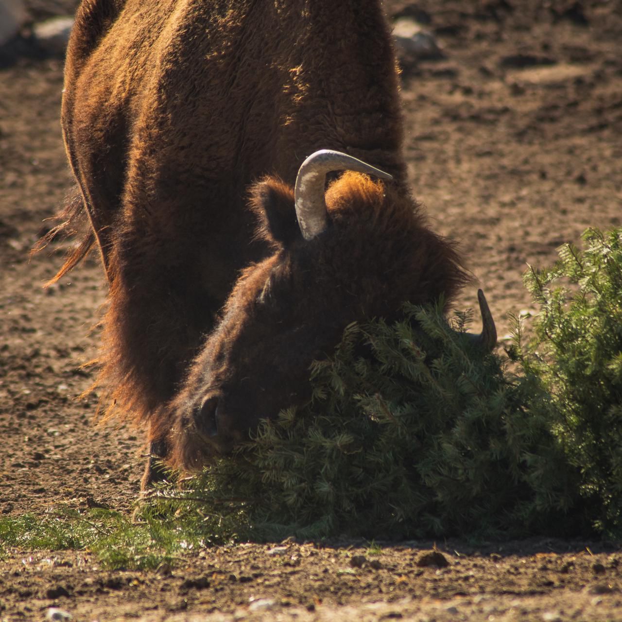 Alcalde Pepe Chedraui anuncia el éxito de la campaña "Verde Navidad 2025"