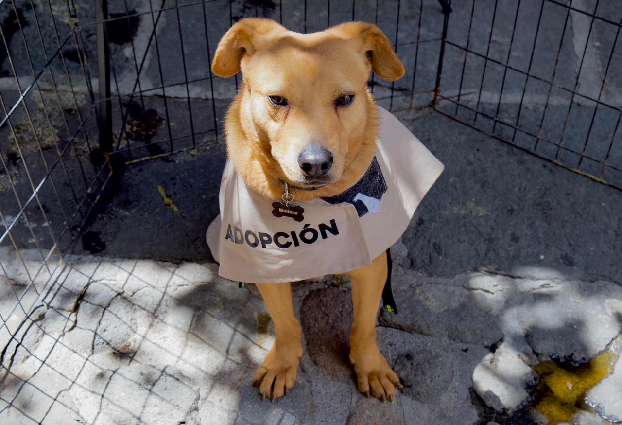“Adopta, no compres” en Puebla 
