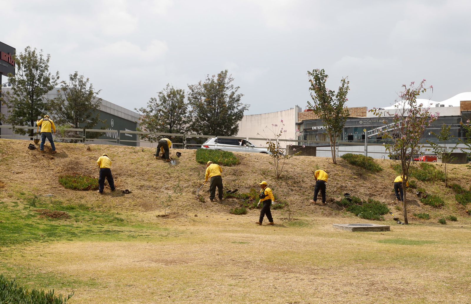 Gobierno y ambientalistas ayudan a reforestar el CIS de Angelópolis equipo