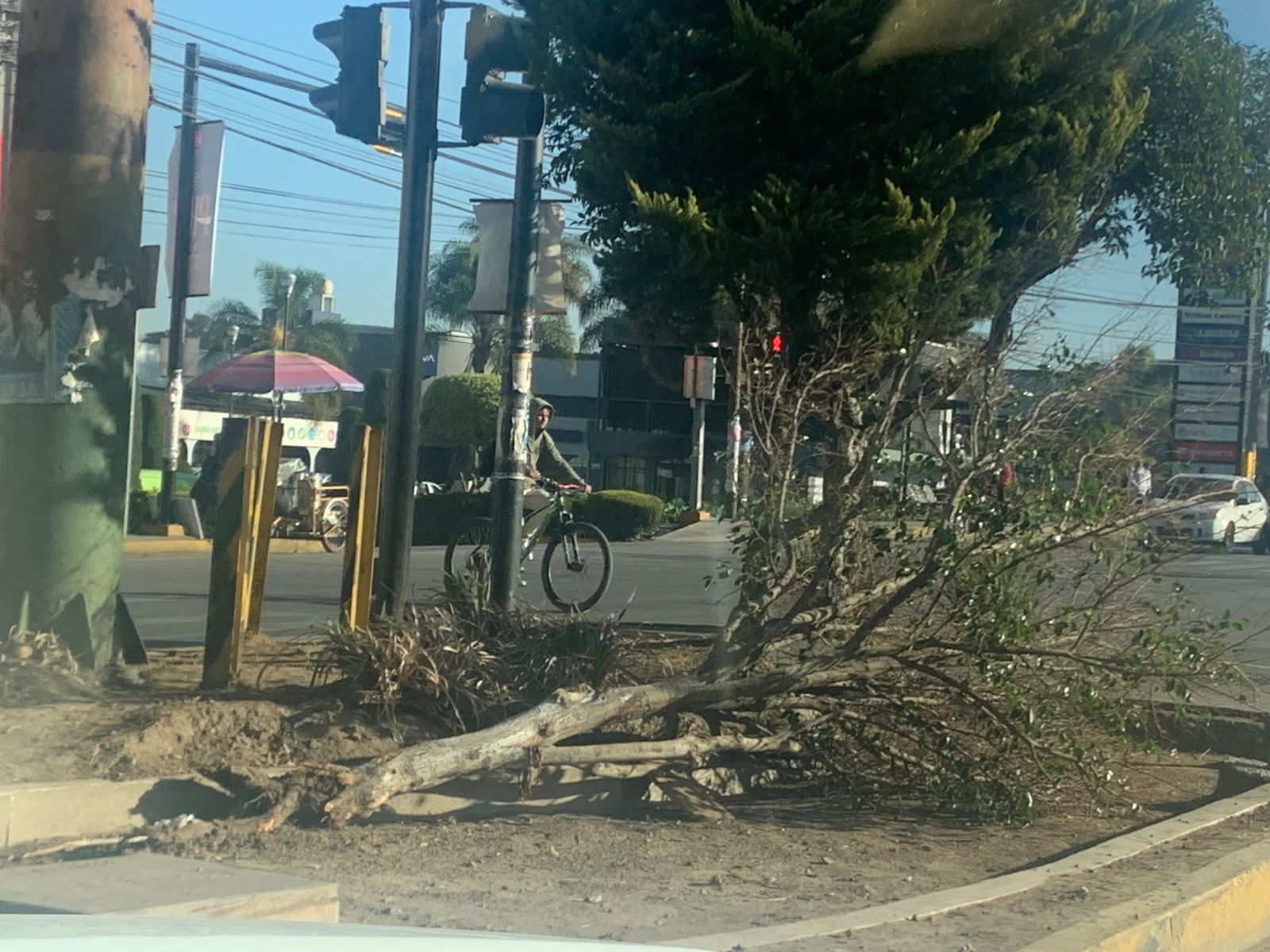 Opositores derrumban arboles en calzada Zaragoza camellón
