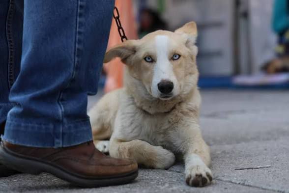 Realizan jornadas de bienestar animal en colonias de Puebla capital perro