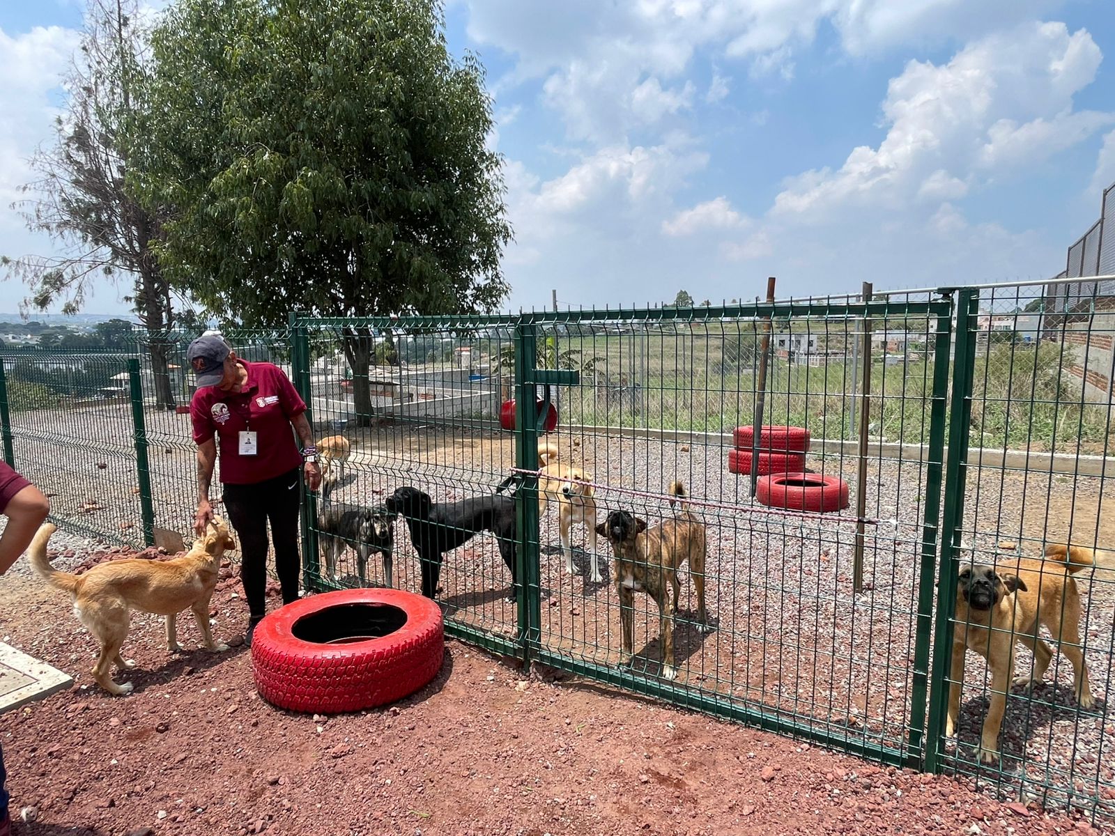 Cuautlancingo fortalece bienestar animal